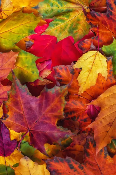 Herbst Hintergrund Aus Bunten Ahornblättern Hoher Auflösung — Stockfoto