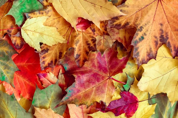 Autumn Background Multicolored Maple Leaves High Resolution — Stock Photo, Image