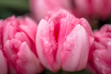 Su damlalarıyla açılmış pembe lale. Macro çiçeği. Doğal çiçek arkaplanı