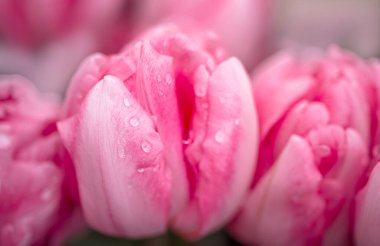 Su damlalarıyla açılmış pembe lale. Macro çiçeği. Doğal çiçek arkaplanı