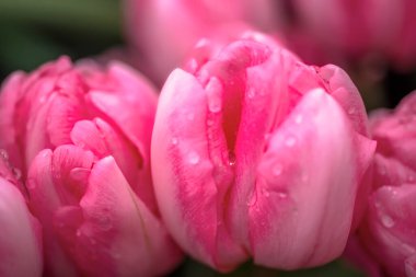 Su damlalarıyla açılmış pembe lale. Macro çiçeği. Doğal çiçek arkaplanı