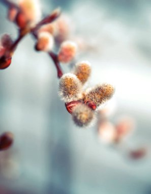 Bulanık bir arka planda tomurcukları olan bir dal. bahar arkaplanı