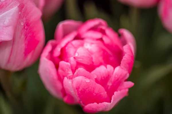 Tulipe Rose Ouverte Avec Gouttes Eau Macro Fleur Fond Fleur — Photo