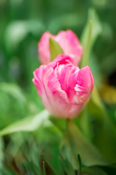 开放的粉红色郁金香与水滴 自然花朵背景 — 图库照片