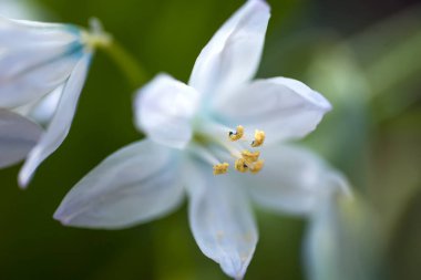 Beyaz bahar çiçekleri. Çiçek arkaplanı. bahar havası