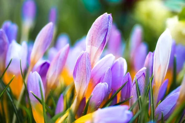 Purple Crocus Spring Virágok Virágok Macro Többszínes Jellemzők — Stock Fotó