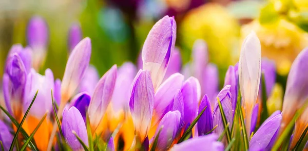 毛骨悚然 春天的花 Flowers Macro 多彩的自然现象 — 图库照片