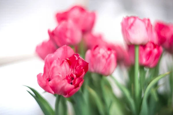 Belles Tulipes Roses Sur Fond Flou Printemps — Photo