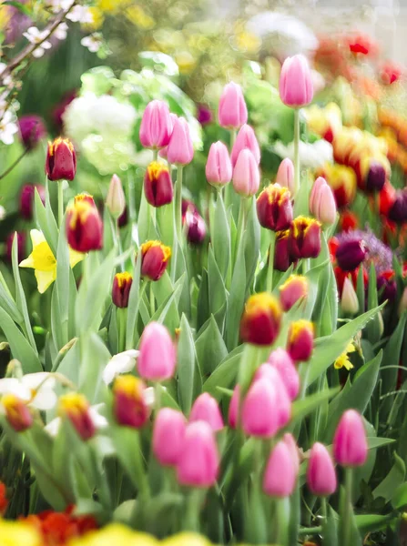Bunte Bunte Tulpen Auf Der Wiese Selektiver Fokus Frühling — Stockfoto