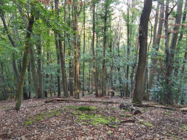 Friedrichsberg 'de, Abtwind, Almanya yakınlarında bir yürüyüş. Alman Steigerwald 'ına sonbahar geldi..