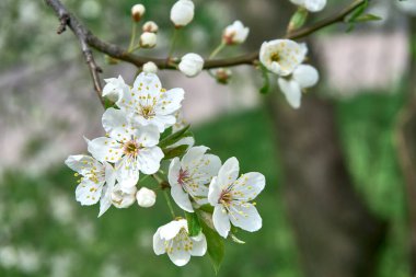 Güneşli bir günde çiçekli kiraz dalları, parktaki bahar mevsiminde güzel sakura çiçekleri, çiçek desenli desen, doğal çiçek arkaplanı.