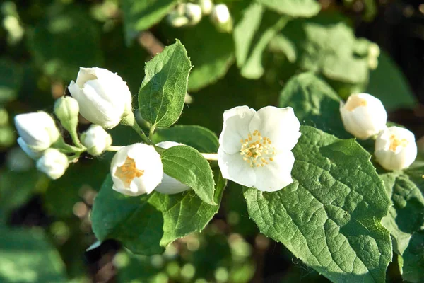 Piękne Białe Kwiaty Jaśminu Gałęziach Słoneczny Dzień — Zdjęcie stockowe