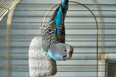Mavi dalgalı papağan kafesindeki sünger taşı parçasına baş aşağı asılı..