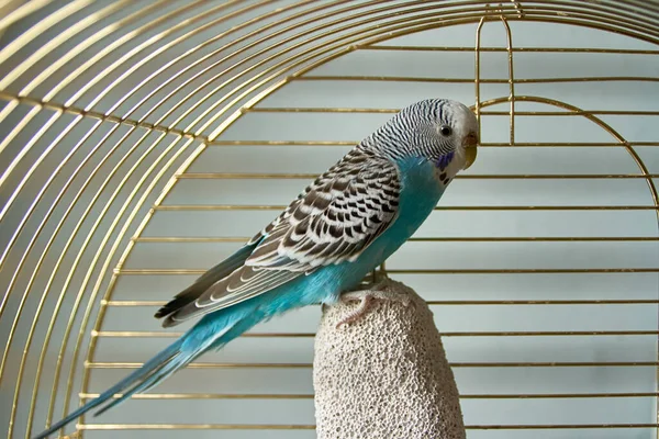 Blue Wavy Parrot Sitting Piece Pumice Stone His Cage — Stock Photo, Image