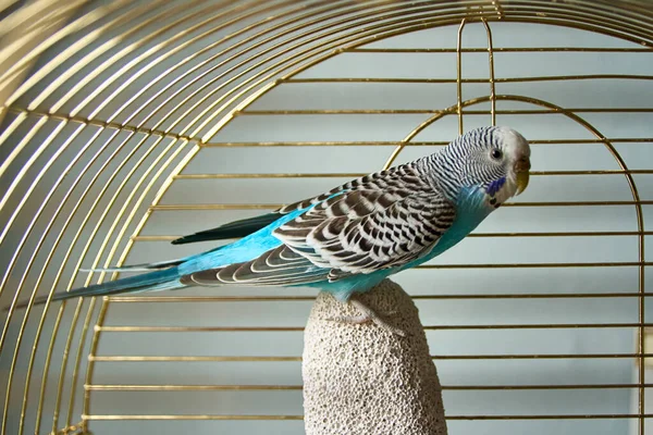 Mavi dalgalı papağan kafesinde bir parça sünger taşının üzerinde oturuyor..