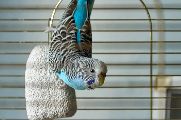 Modrý Vlnitý Papoušek Visící Vzhůru Nohama Kusu Pemzy Kleci Zblízka Royalty Free Stock Obrázky