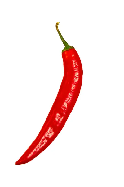 Red Hot Pepper String Isolated White Background Clipping Path Vertical — Φωτογραφία Αρχείου