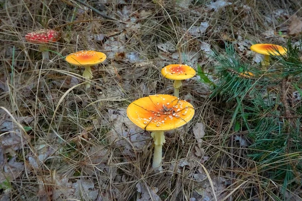 Grupo Agáricos Mosca Amarilla Creciendo Entre Hierba Seca Hojas Secas — Foto de Stock