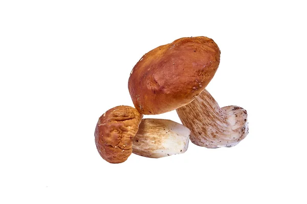 Group Porcini Mushrooms Peeled Lies White Background — Stock Photo, Image