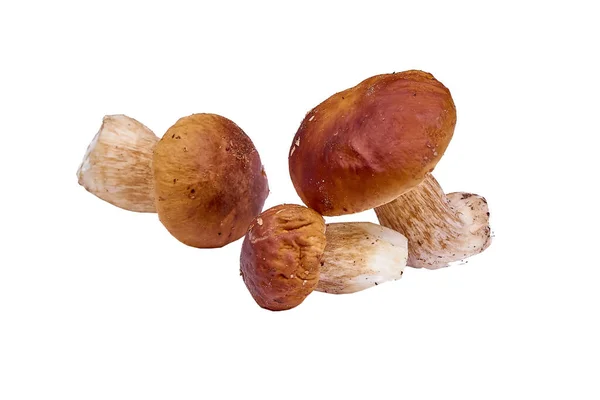 Group Porcini Mushrooms Peeled Lies White Background — Stock Photo, Image