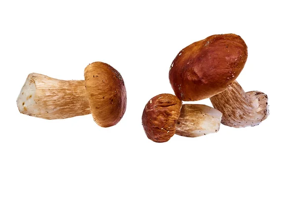 Group Porcini Mushrooms Peeled Lies White Background — Stock Photo, Image