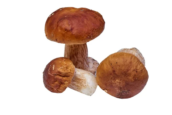 Group Porcini Mushrooms Peeled Lies White Background — Stock Photo, Image