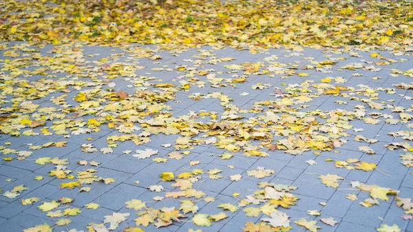 Foglie cadute sul marciapiede. Non spazzato la strada in autunno. Foglie gialle sulla strada della città — Foto Stock