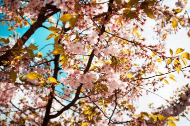Bahar bahçesi. Bahçede çiçek açan ağaçlar. Parlak renkli bahar çiçekleri. Doğa. Arka plan. Makro