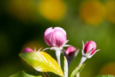 Bahar çiçeğiyle bakımlı bir kadın.