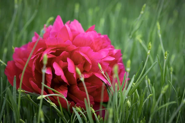 Φλάφι Φόντο Λουλούδια Ανοιξιάτικα Λουλούδια Για Σχεδιασμό Φύση Εαρινό Φόντο — Φωτογραφία Αρχείου