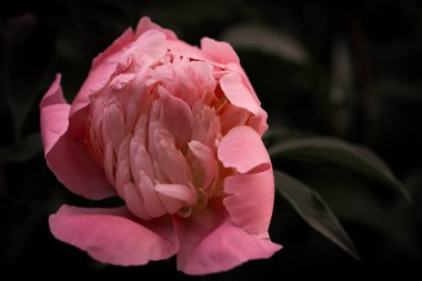 Kabarık çiçekli arka plan. Bahar çiçeği konsepti. Tasarım için. Doğa. Bahar arkaplanı