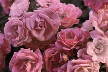 Kabarık çiçekli arka plan. Bahar çiçeği konsepti. Tasarım için. Doğa. Bahar arkaplanı