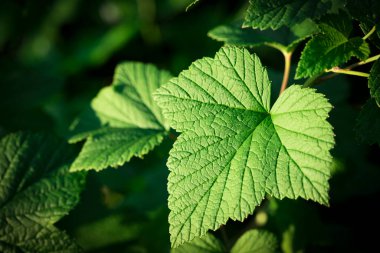 Kabarık çiçekli arka plan. Bahar çiçeği konsepti. Tasarım için. Doğa. Bahar arkaplanı