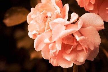 Kabarık çiçekli arka plan. Bahar çiçeği konsepti. Tasarım için. Doğa. Bahar arkaplanı