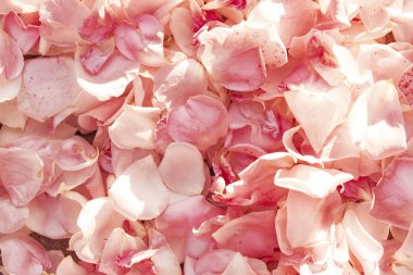 Kabarık çiçekli arka plan. Bahar çiçeği konsepti. Tasarım için. Doğa. Bahar arkaplanı