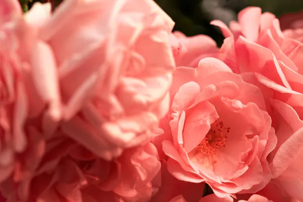 Fundo Flores Fofas Conceito Flores Primavera Para Design Natureza Fundo — Fotografia de Stock
