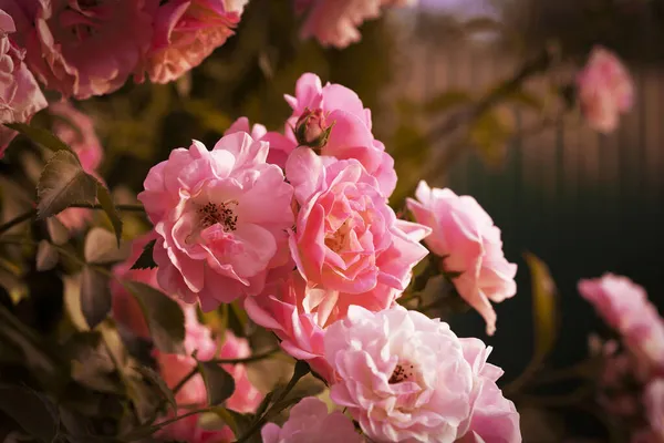 Flauschige Blumen Hintergrund Frühlingsblumen Konzept Für Die Gestaltung Die Natur — Stockfoto