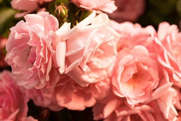 Φλάφι Φόντο Λουλούδια Ανοιξιάτικα Λουλούδια Για Σχεδιασμό Φύση Εαρινό Φόντο — Φωτογραφία Αρχείου