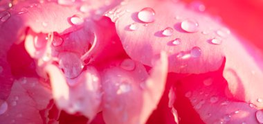  Kabarık çiçekli arka plan. Bahar çiçeği konsepti. Tasarım için. Doğa. Bahar arkaplanı