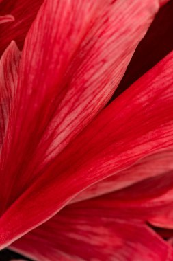  Kabarık çiçekli arka plan. Bahar çiçeği konsepti. Tasarım için. Doğa. Bahar arkaplanı