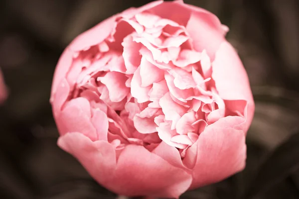 Flauschige Blumen Hintergrund Frühlingsblumen Konzept Für Die Gestaltung Die Natur — Stockfoto