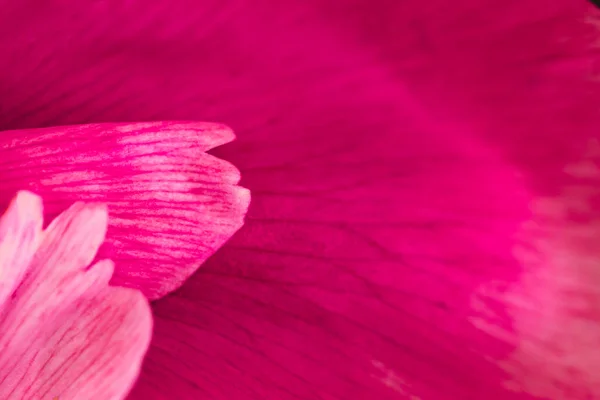 Fondo Flores Esponjosas Concepto Flores Primavera Para Diseño Naturaleza Fondo — Foto de Stock