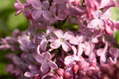 Bahar manzarası. Çiçekli leylak kaplama. Güzel leylak çiçeklerinin dalları. Leylak çiçekli parlak bahar arkaplanı.