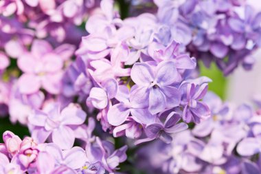 Bahar manzarası. Çiçekli leylak kaplama. Güzel leylak çiçeklerinin dalları. Leylak çiçekli parlak bahar arkaplanı.