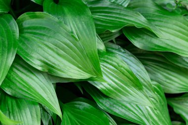 Yapraklı parlak renkli bahar arkaplanı. Bahar.