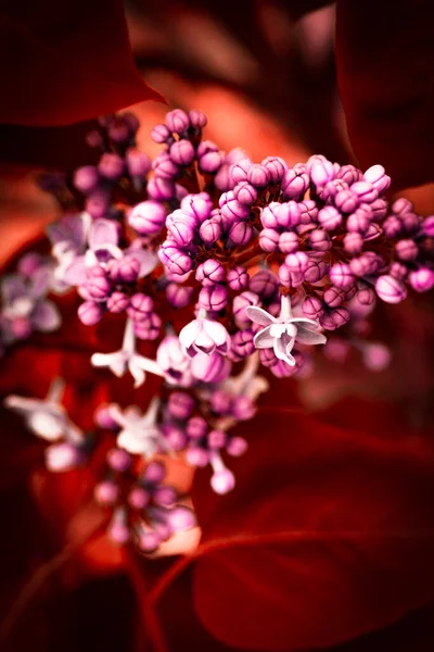 라일락을 클로즈업하는 아름다운 라일락 가지들 Lilac Lilac — 스톡 사진