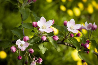 Doğa. Çiçek açan elma dalı. Parlak renkli bahar çiçekleri. Gün batımında bahçe. Çiçekli ağaçlar. Bahar arkaplanı