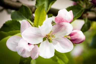 Doğa. Çiçek açan elma dalı. Parlak renkli bahar çiçekleri. Gün batımında bahçe. Çiçekli ağaçlar. Bahar arkaplanı
