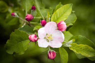 Doğa. Çiçek açan elma dalı. Parlak renkli bahar çiçekleri. Gün batımında bahçe. Çiçekli ağaçlar. Bahar arkaplanı