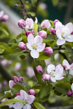 Doğa. Çiçek açan elma dalı. Parlak renkli bahar çiçekleri. Gün batımında bahçe. Çiçekli ağaçlar. Bahar arkaplanı